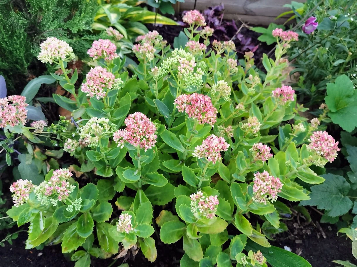 IMG_20230904_191744.webp