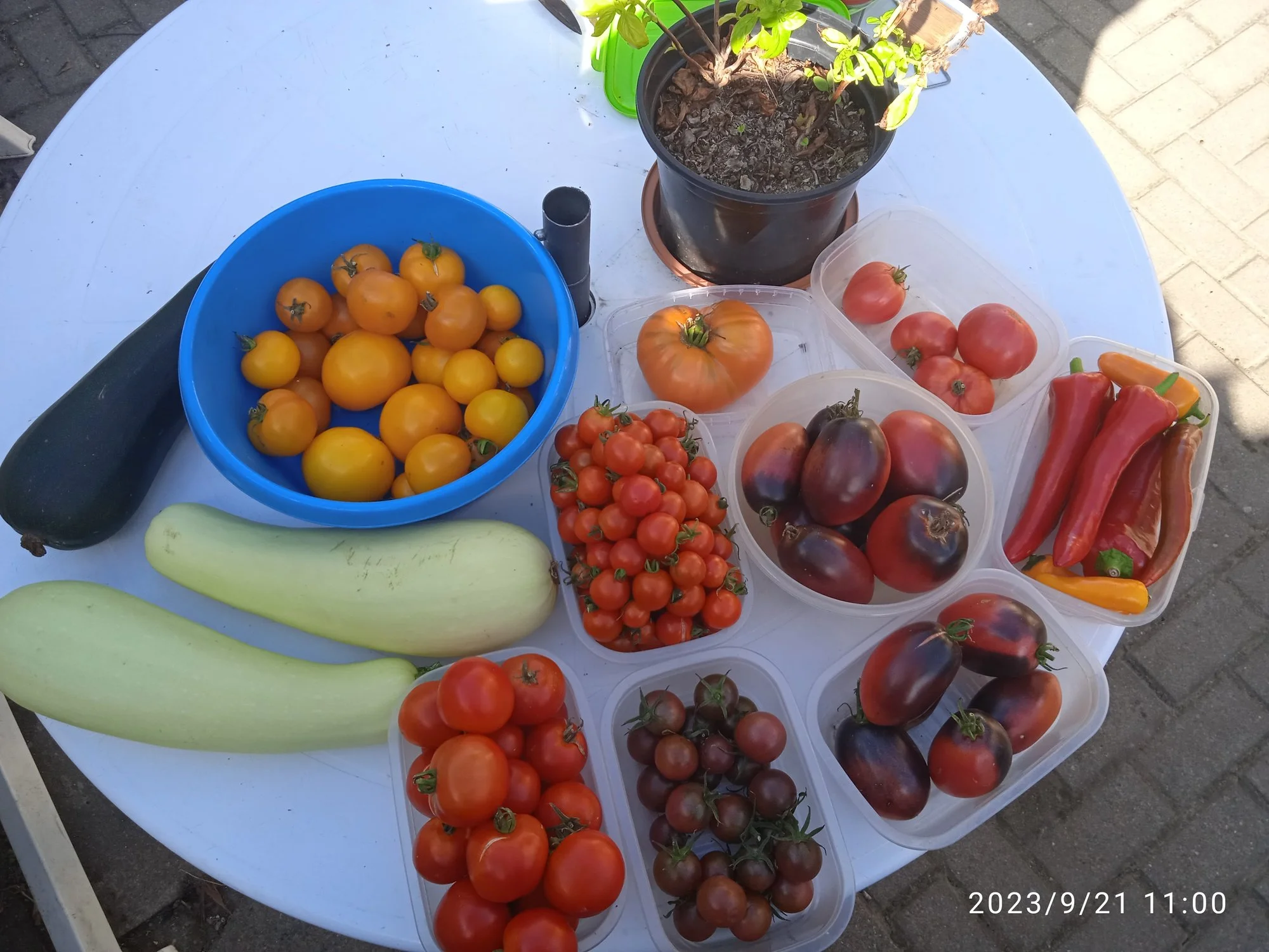 IMG_20230921_110040_1.webp