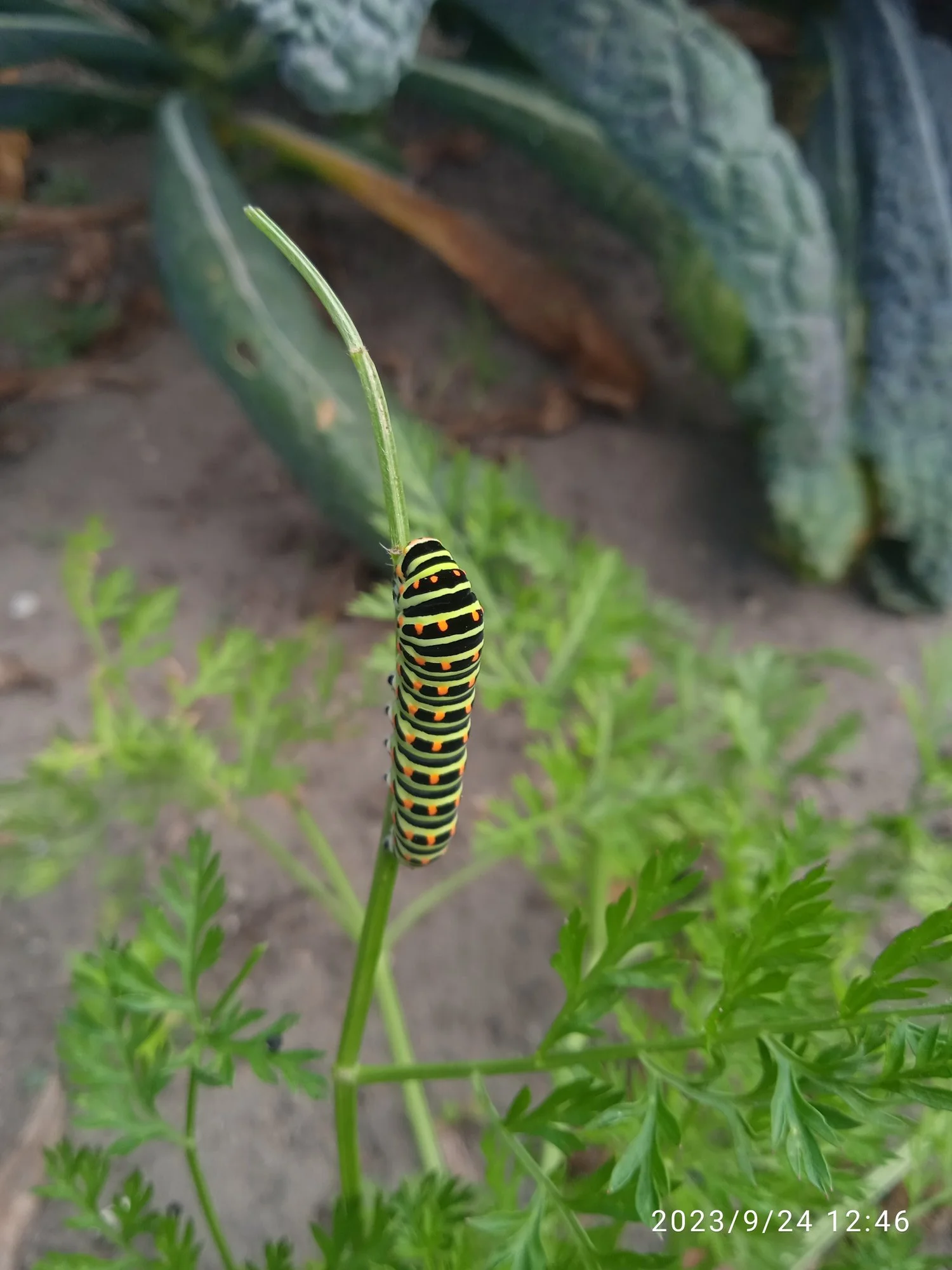 IMG_20230924_124636.webp