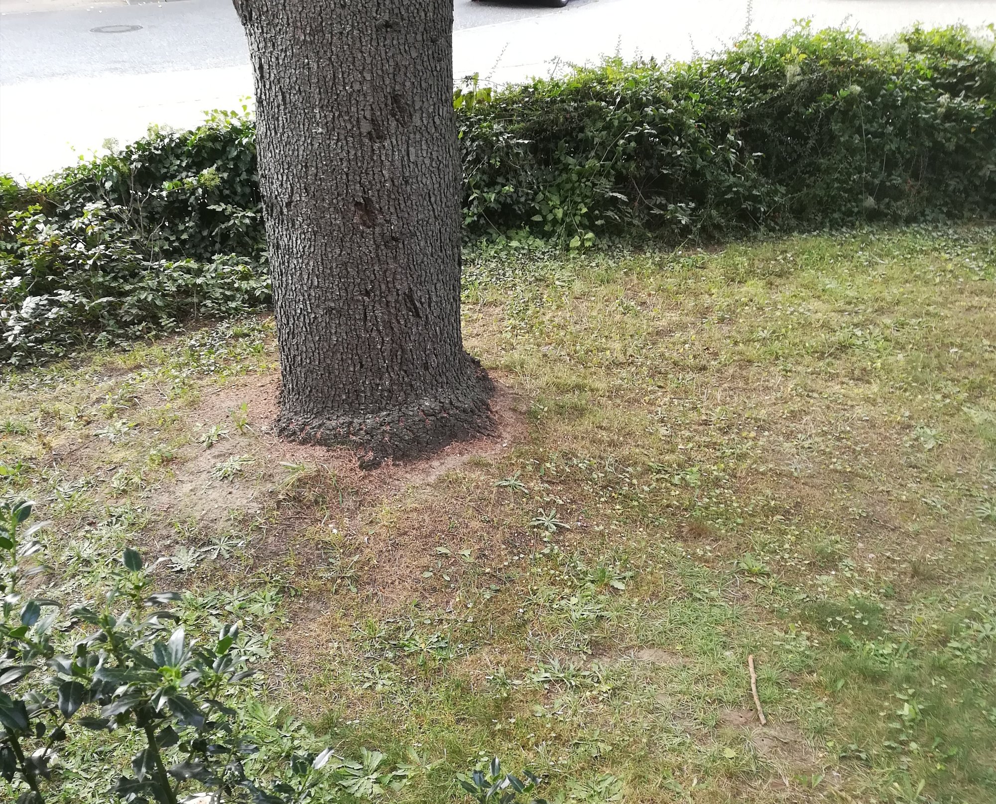 38+ Baum Im Vorgarten Halb Umgefallen, Hat jemand erfahrung mit einem