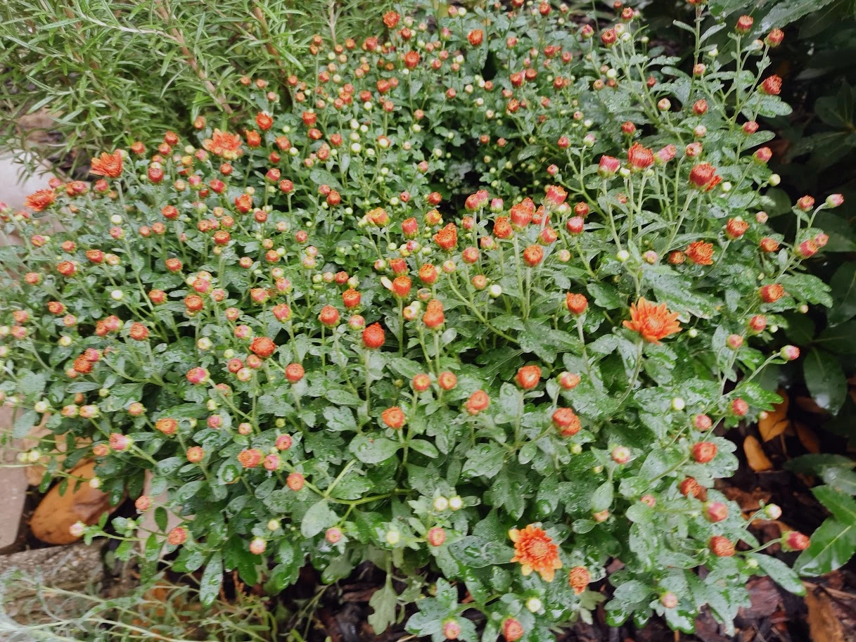 IMG_20231010_163351.webp