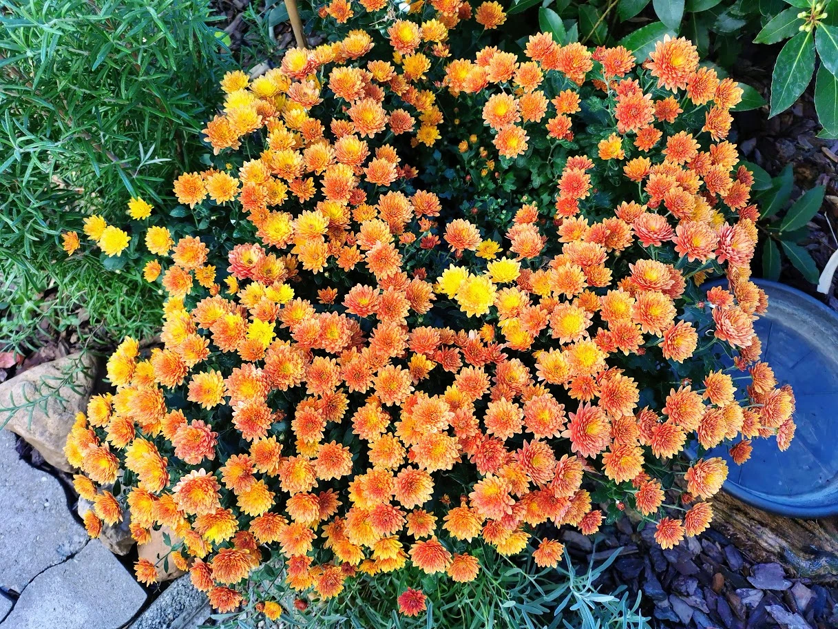 IMG_20231023_153022.webp