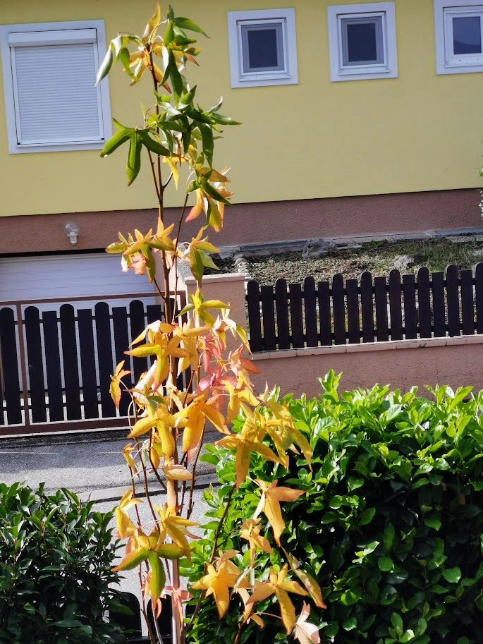 IMG_20231026_112732.webp