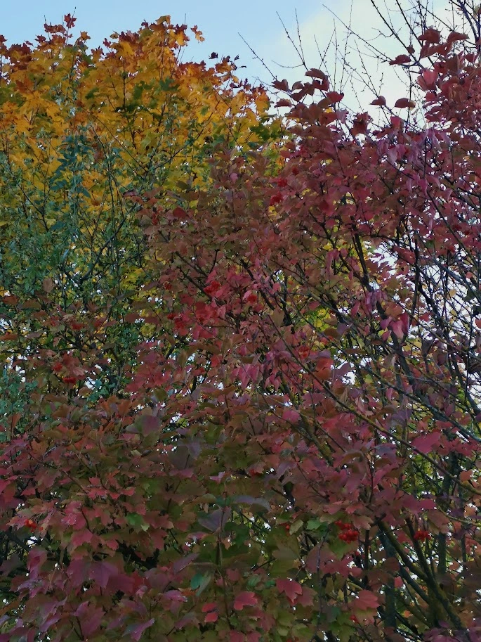 IMG_20231104_163924.jpg