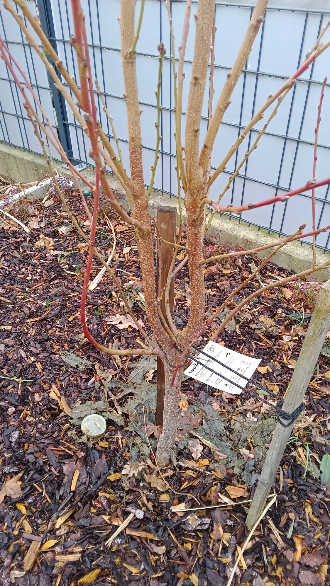 Schnitt junger Pfirsichbaum