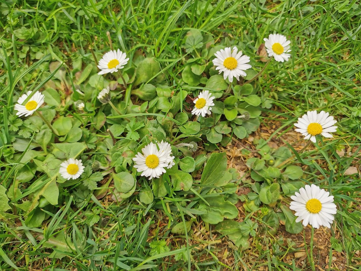 IMG_20240331_151617.webp