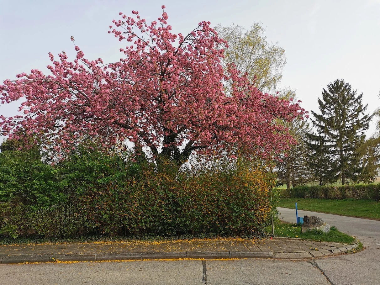 IMG_20240401_170432.webp