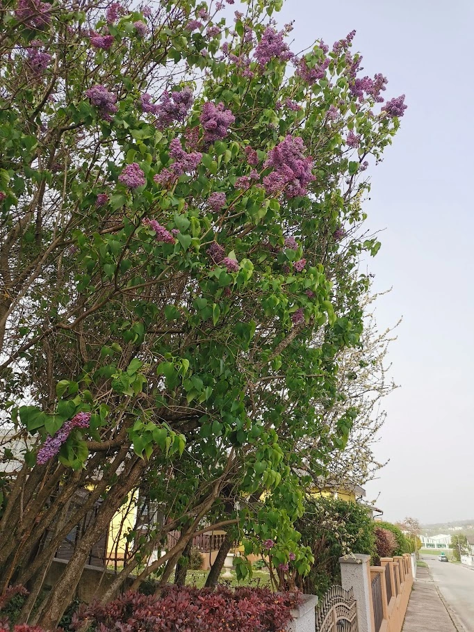 IMG_20240401_170511.webp