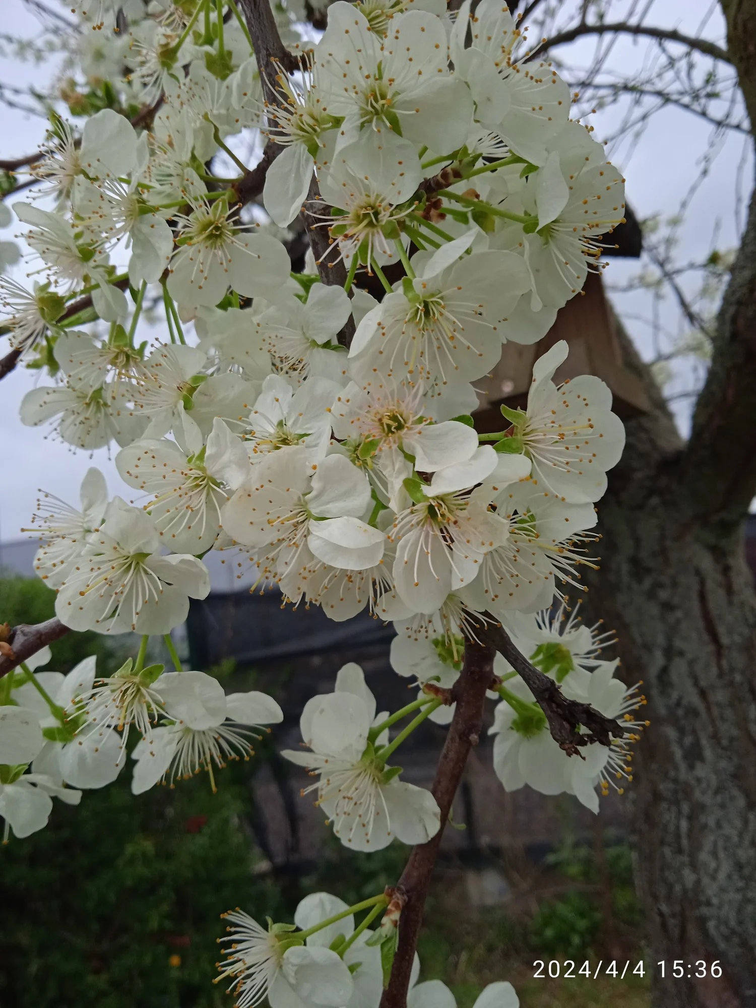 IMG_20240404_153652.webp