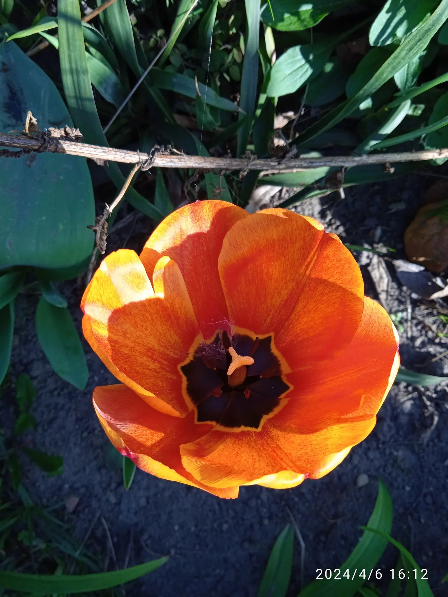 IMG_20240406_161215.webp