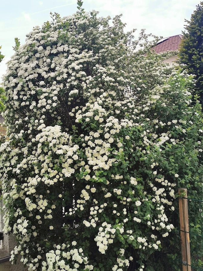 IMG_20240410_121343.webp