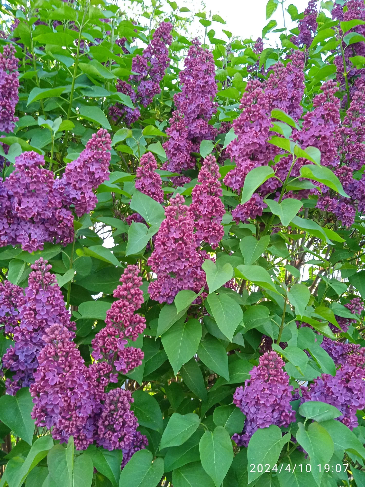IMG_20240410_190707.jpg