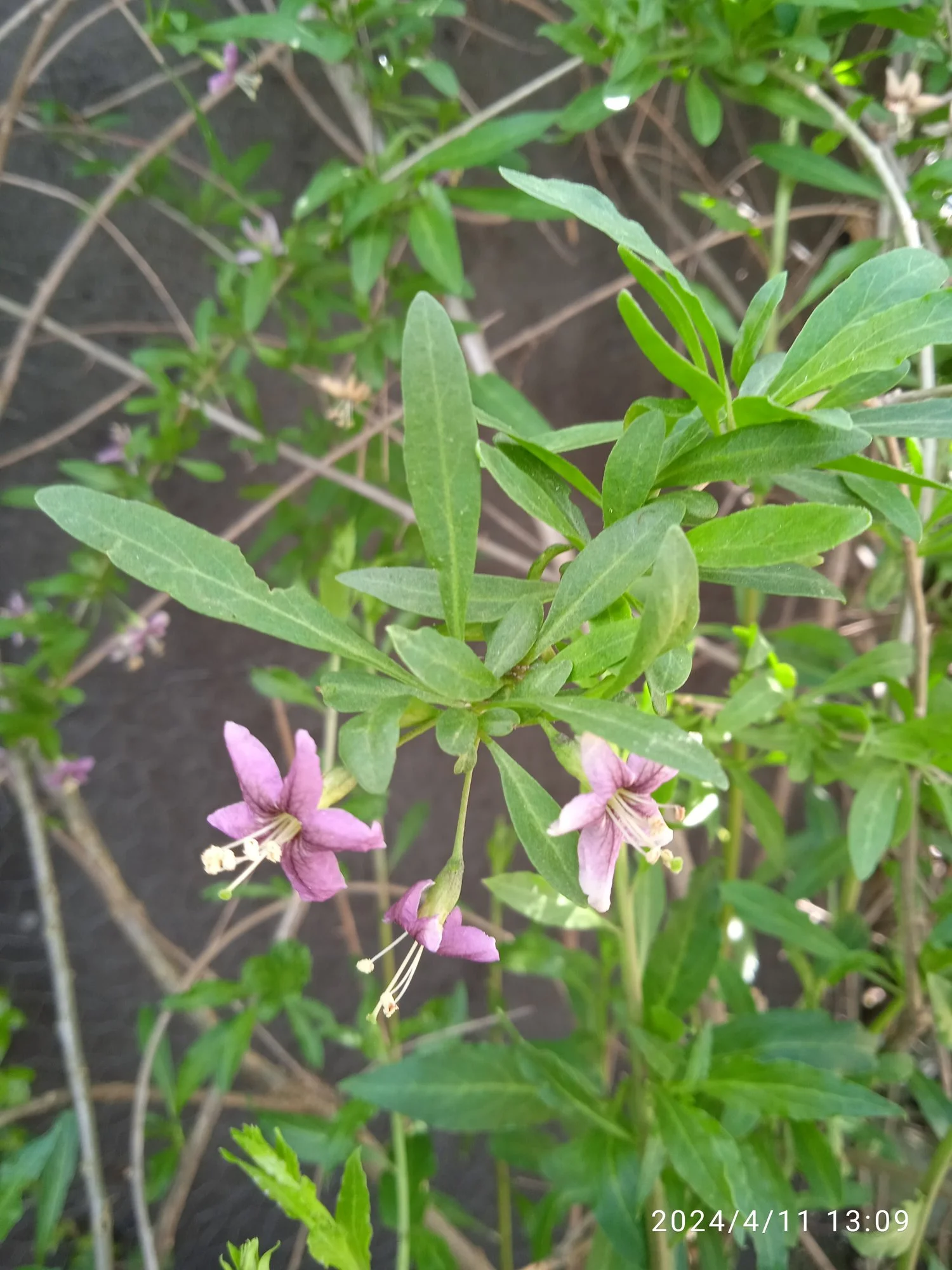IMG_20240411_130914_1.webp