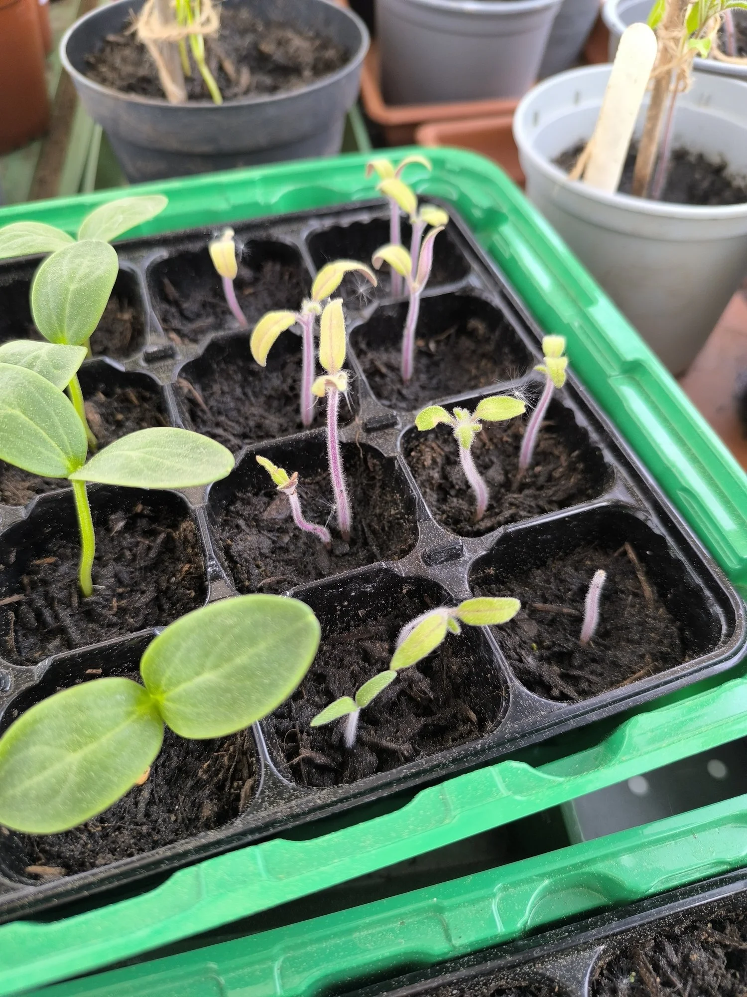 Tomaten Pflanzen wachsen nicht mehr