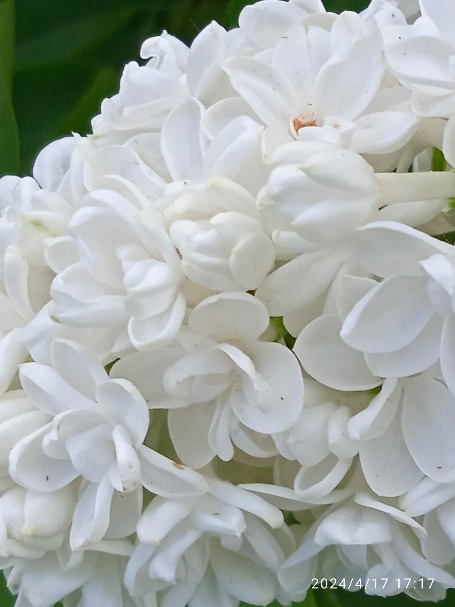 IMG_20240417_171711_1.webp