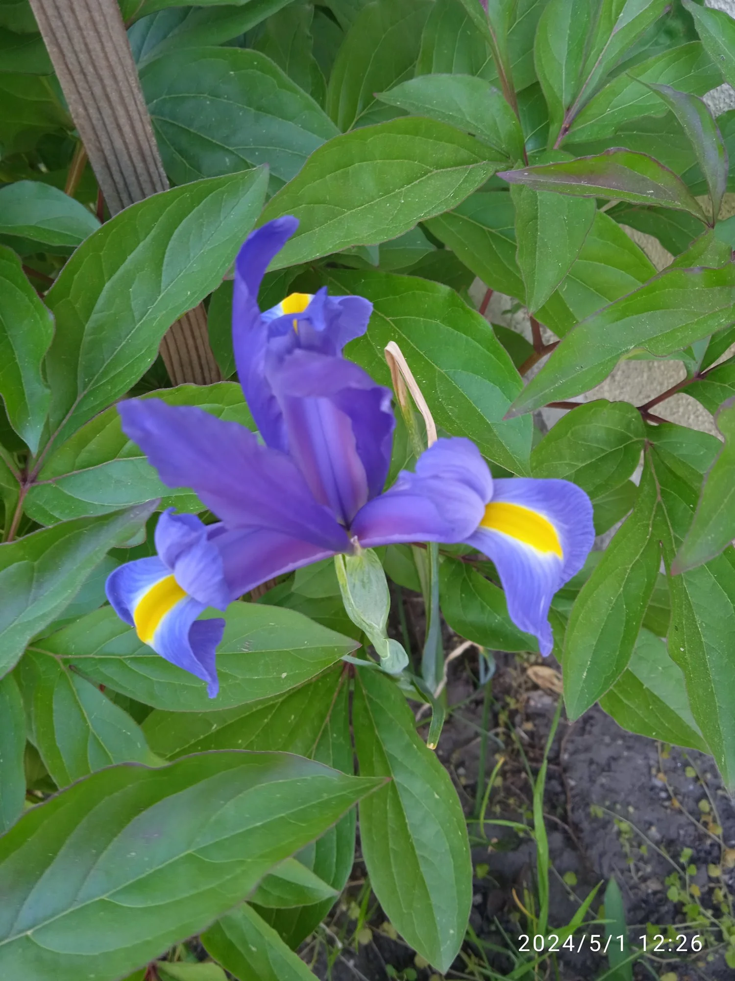 IMG_20240501_122652.webp
