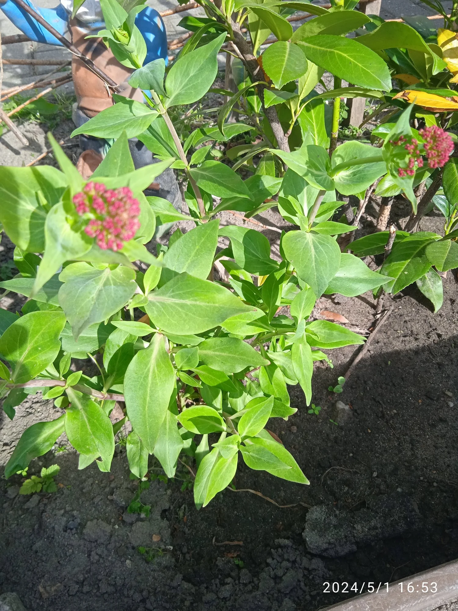 IMG_20240501_165310.webp