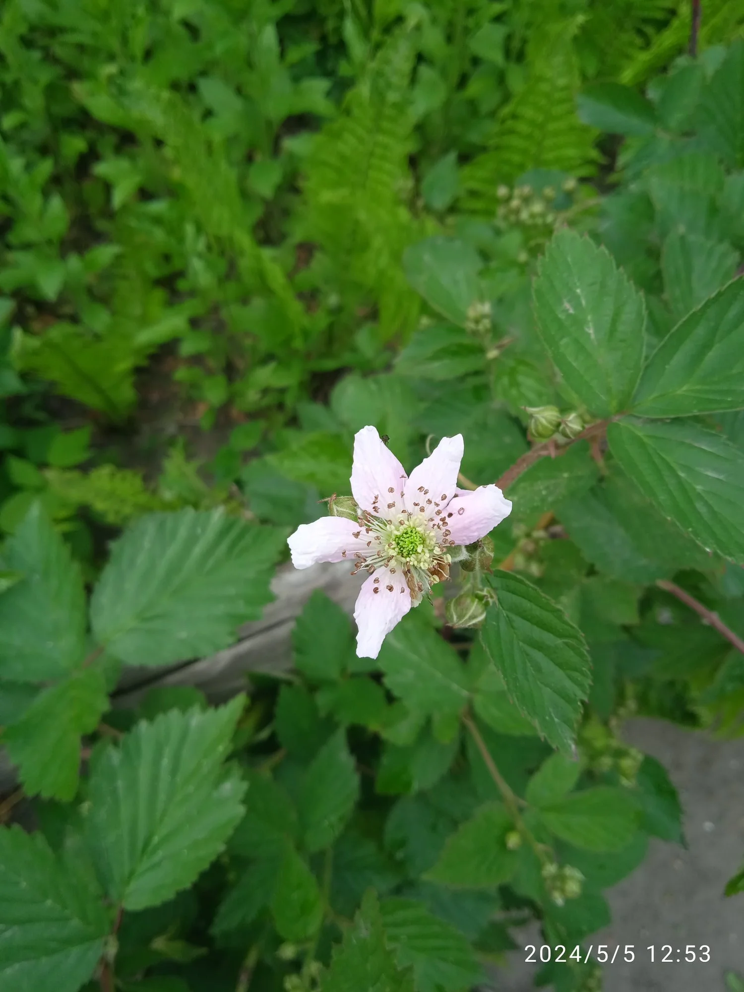 IMG_20240505_125342.webp