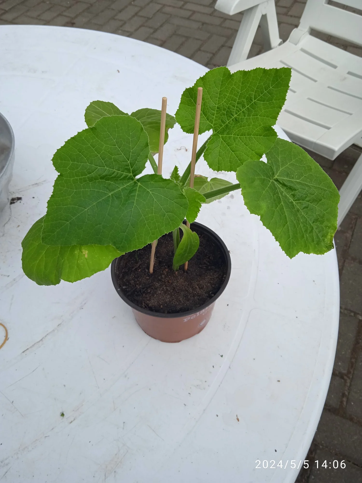 IMG_20240505_140633.webp