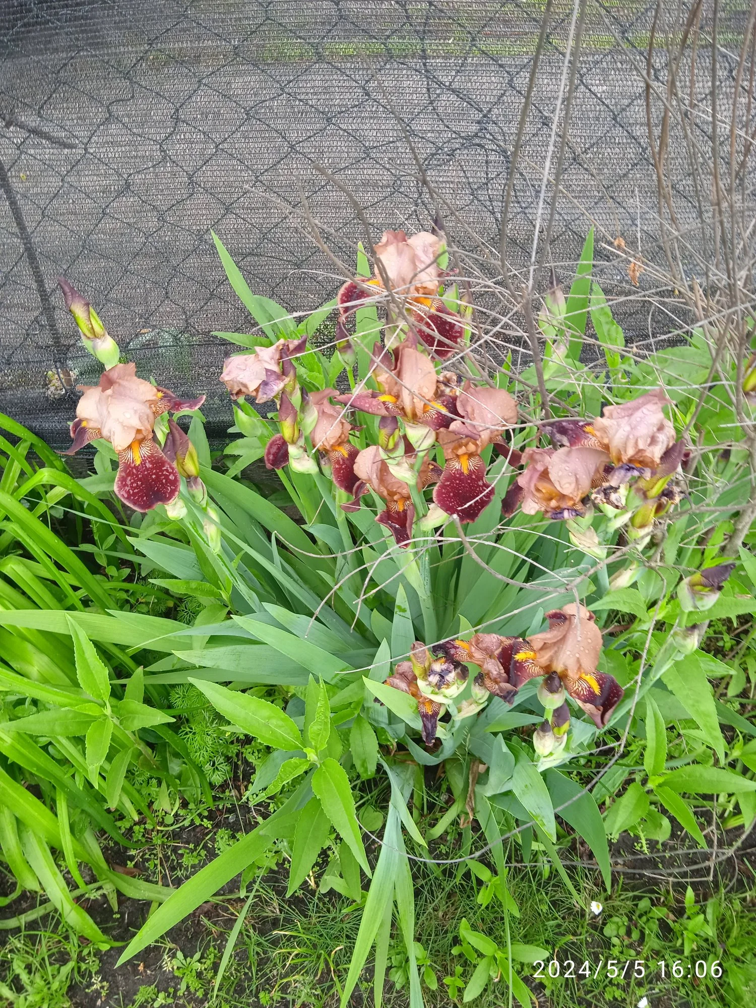 IMG_20240505_160614_1.webp
