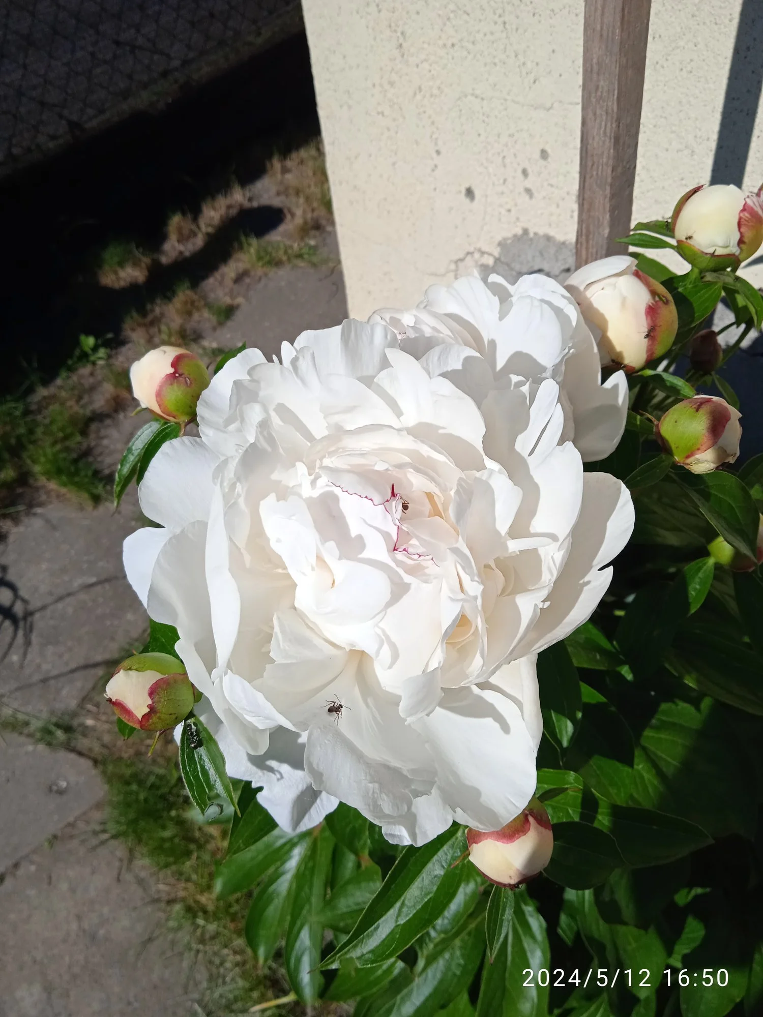 IMG_20240512_165024.webp