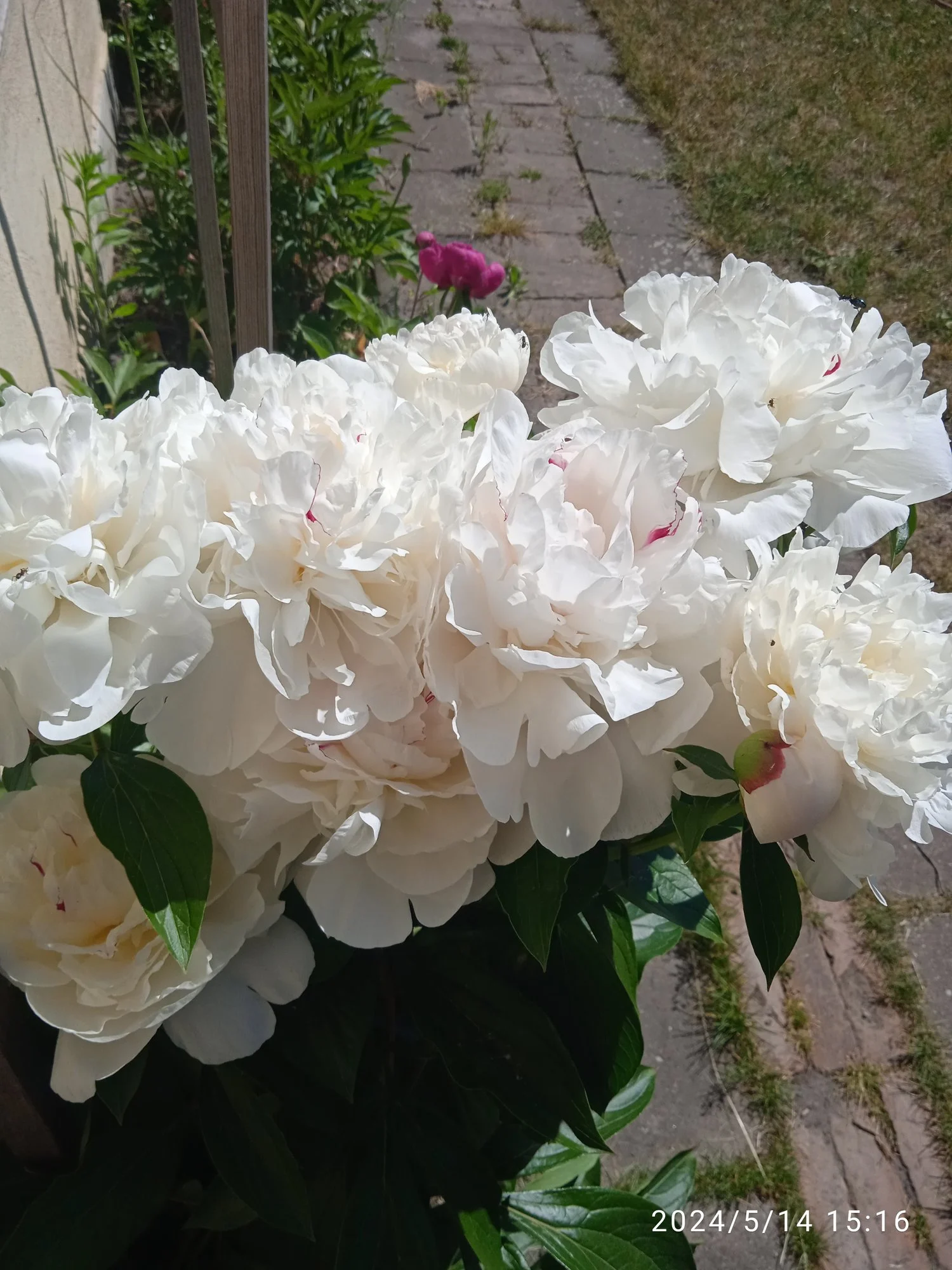 IMG_20240514_151630_1.webp