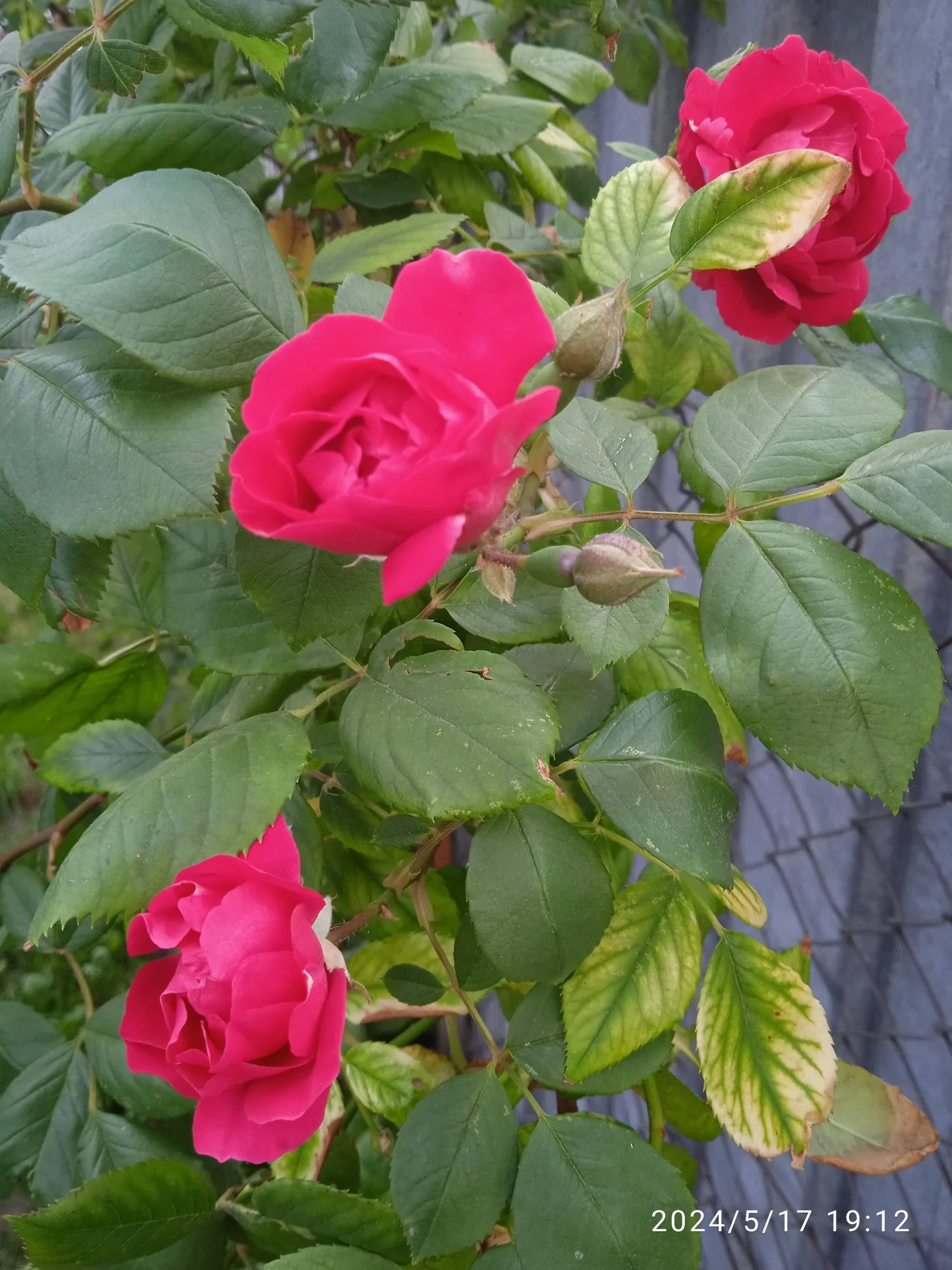 IMG_20240517_191222.webp