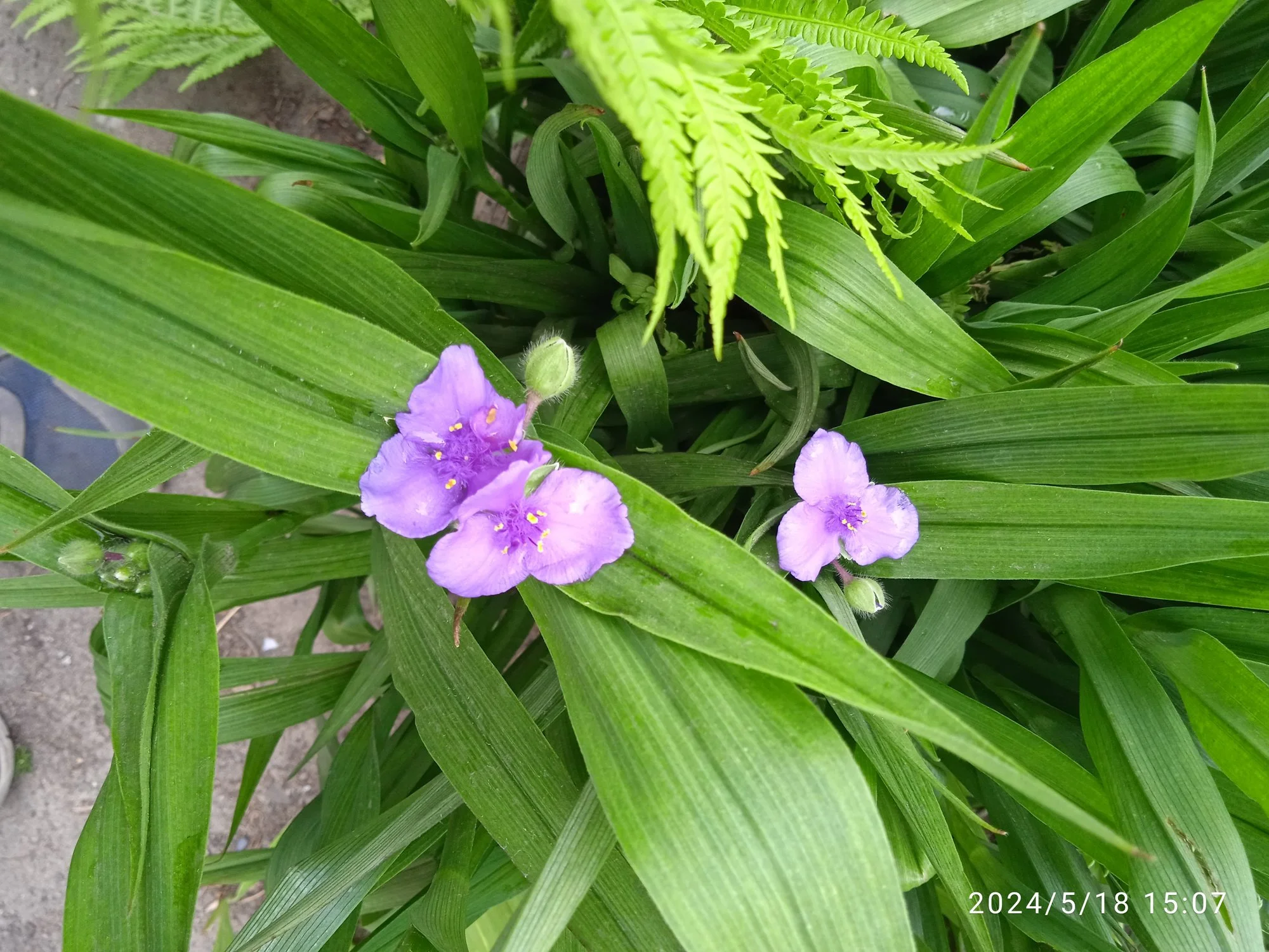 IMG_20240518_150707_1.webp