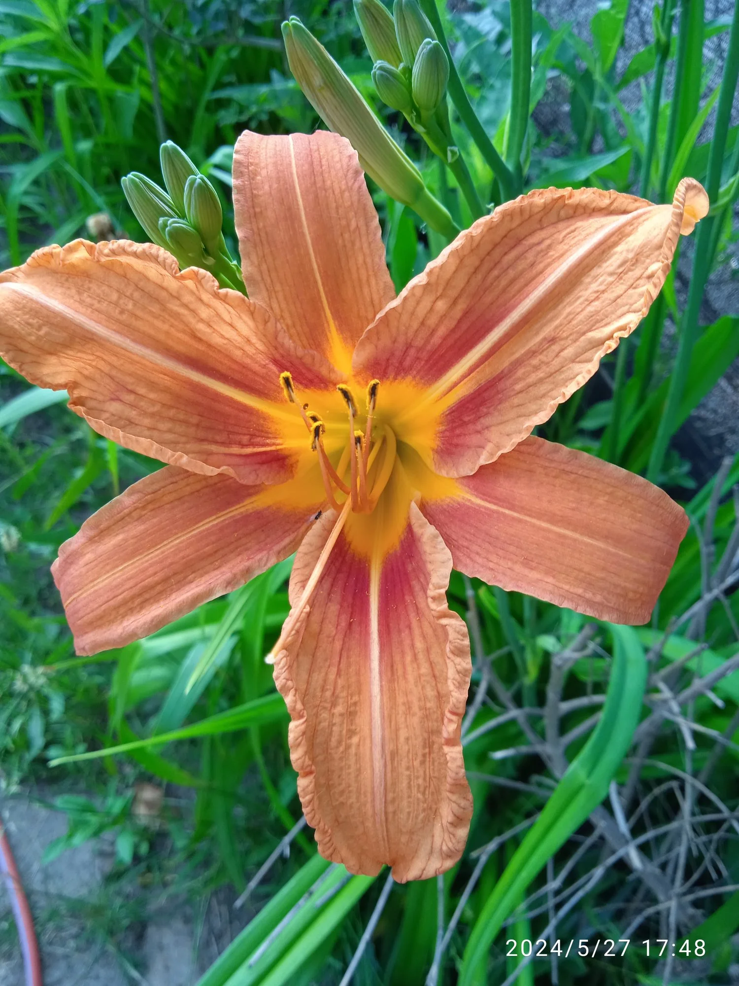 IMG_20240527_174847.webp