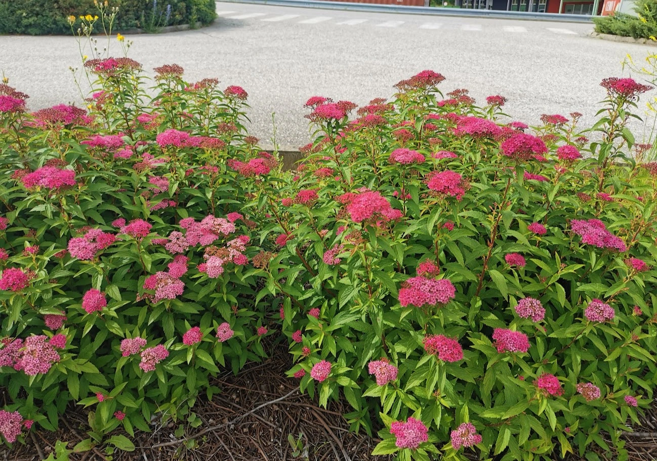 IMG_20240602_162629.webp