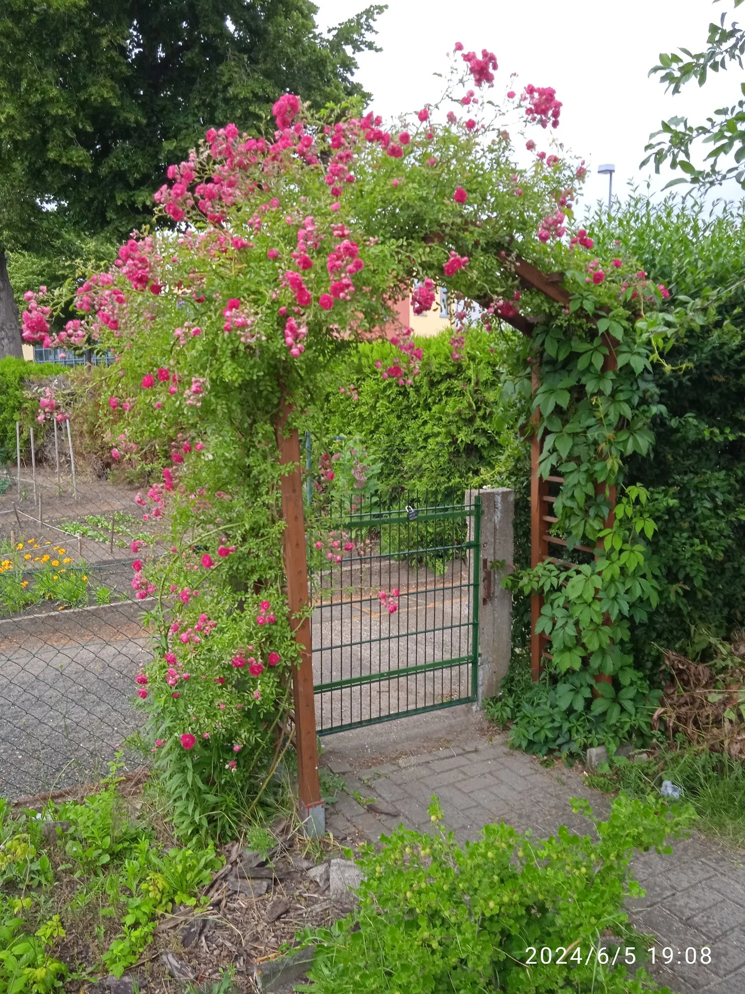 IMG_20240605_190809.webp