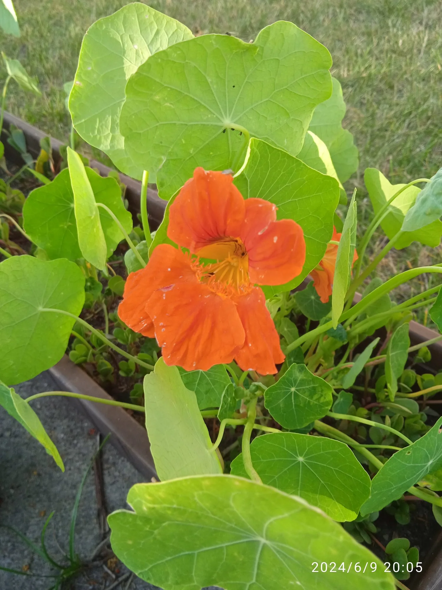 IMG_20240609_200544.webp