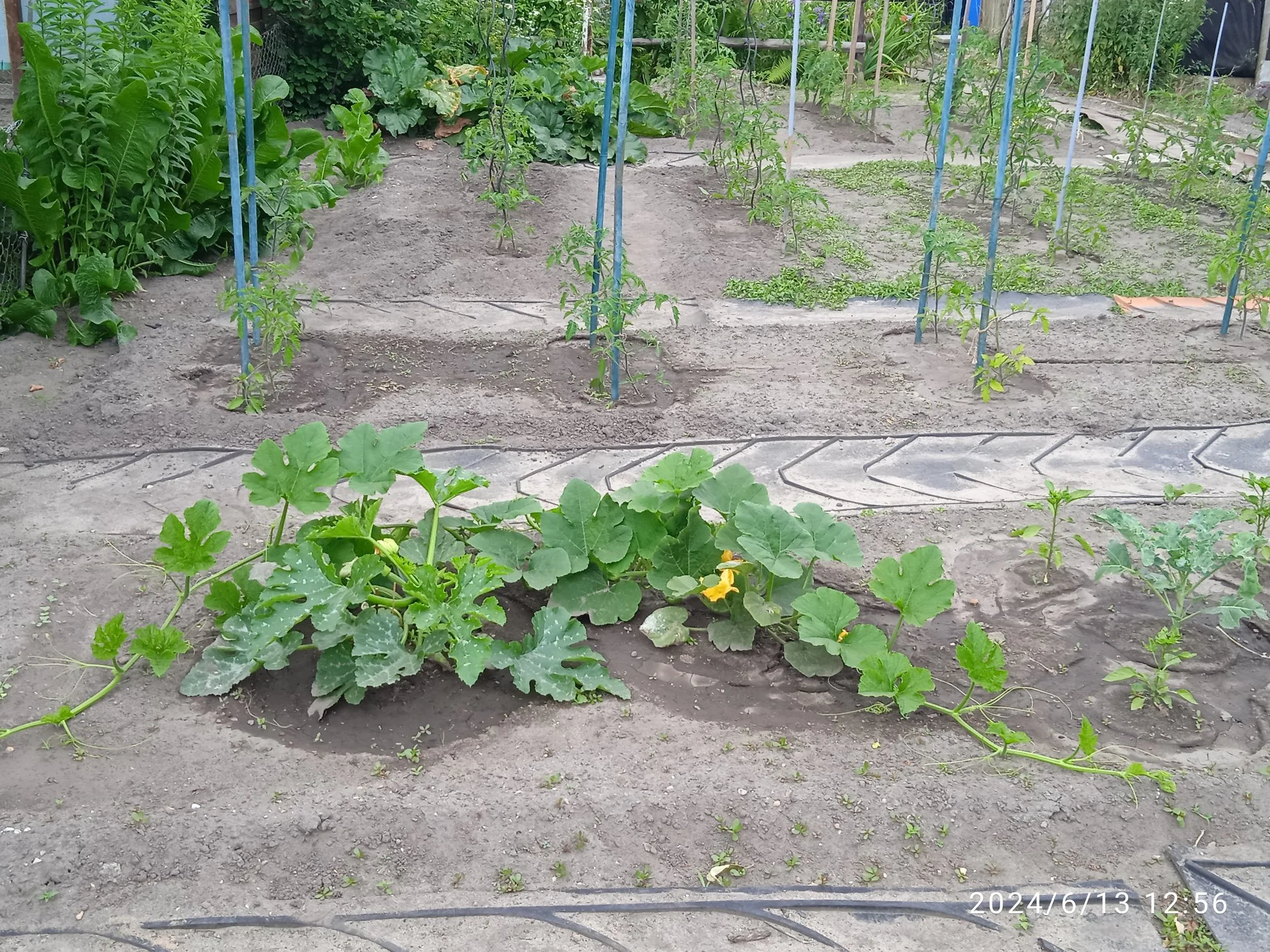 IMG_20240613_125612_1.webp