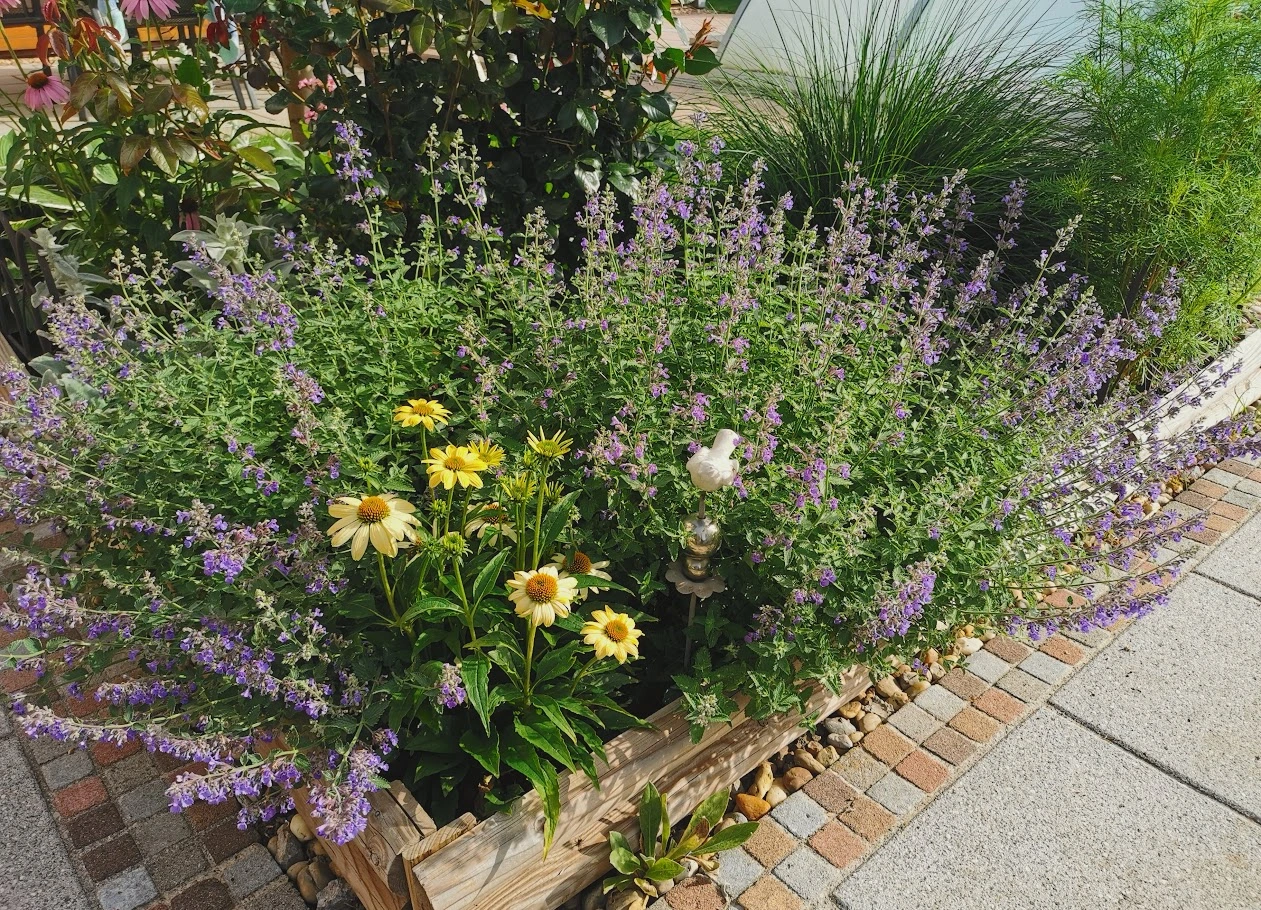 IMG_20240621_081208.webp