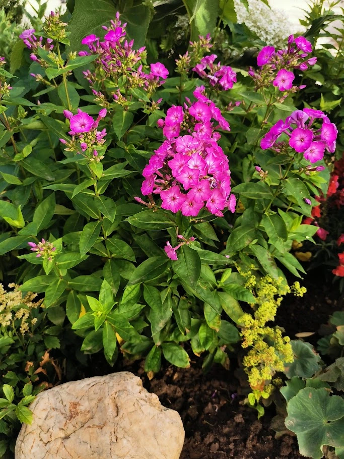 IMG_20240621_081345.webp