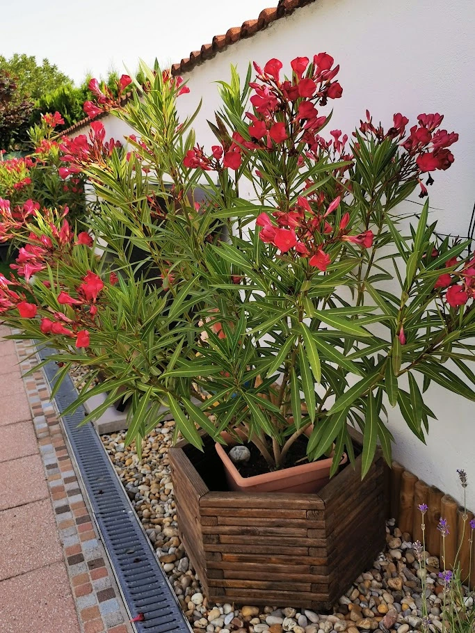 IMG_20240621_081620.webp