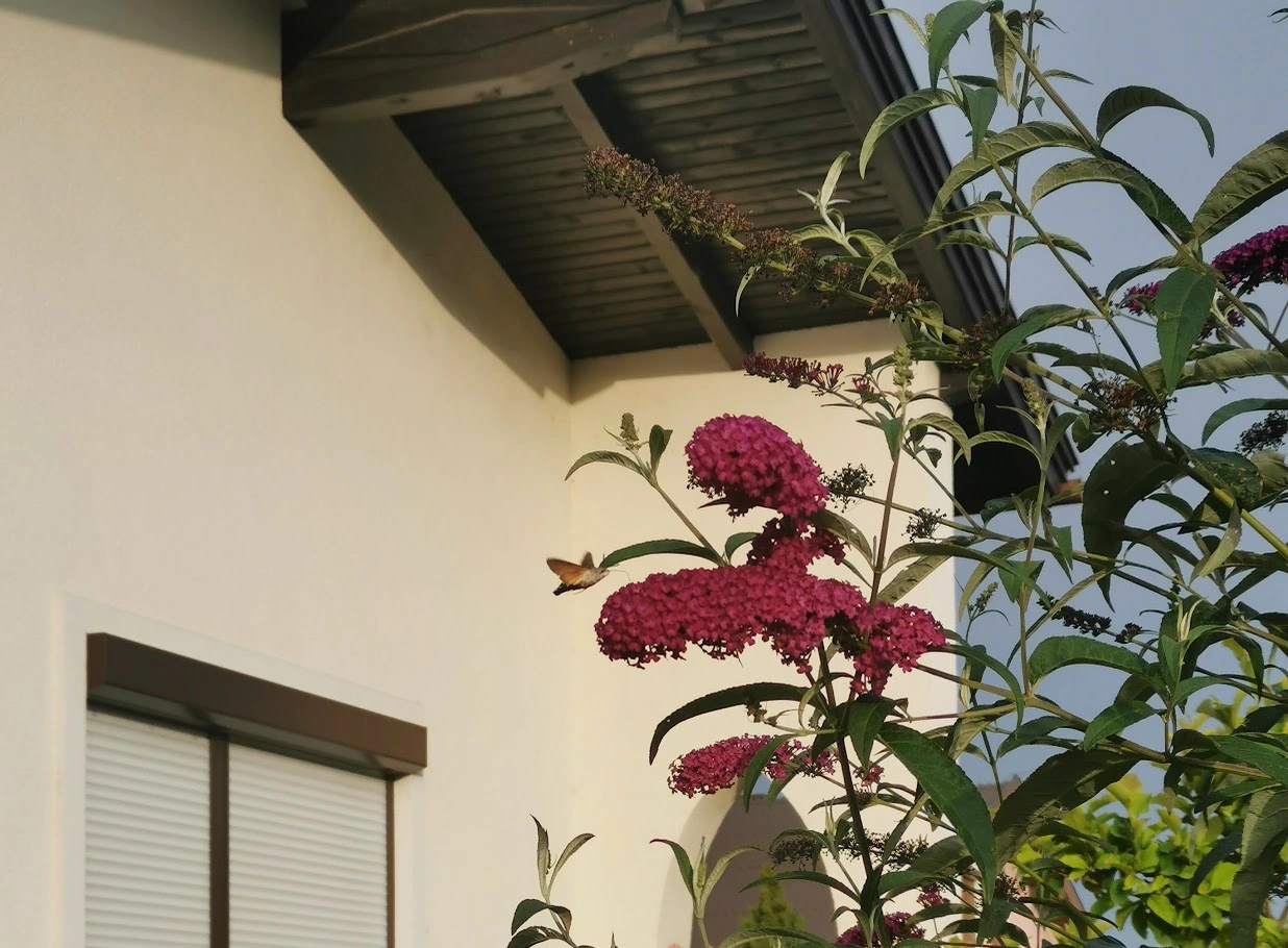 IMG_20240626_193529.webp
