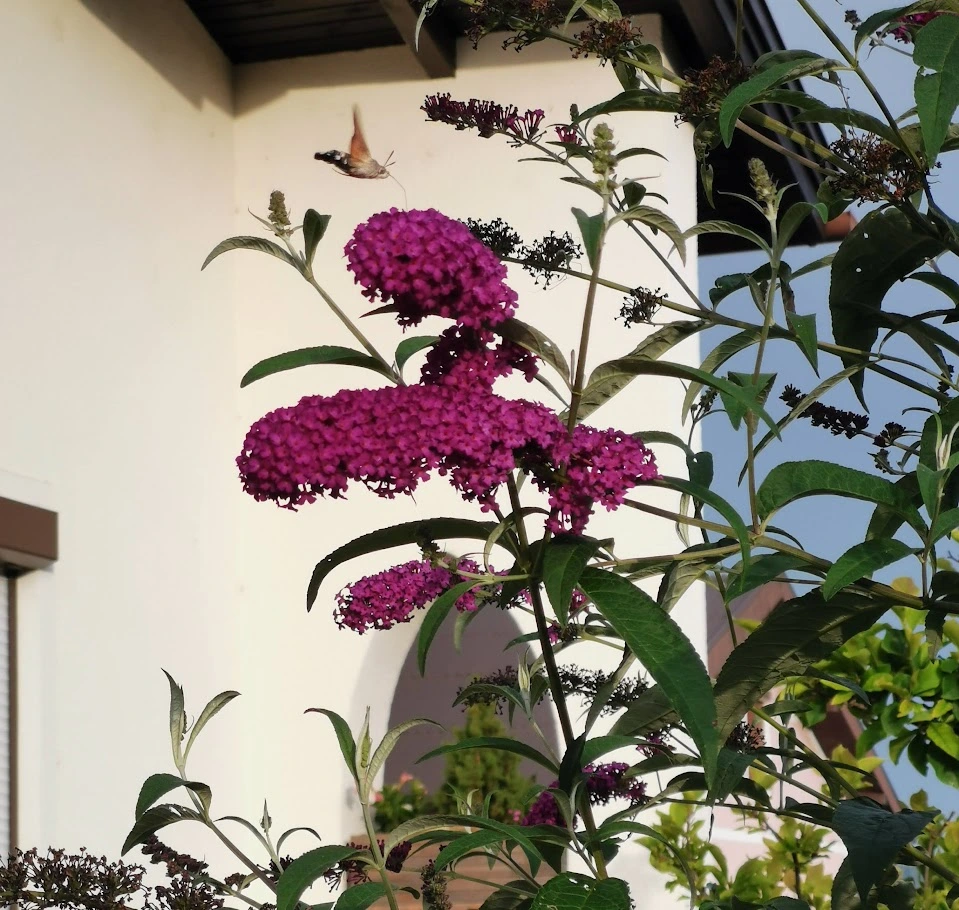 IMG_20240626_193538.webp
