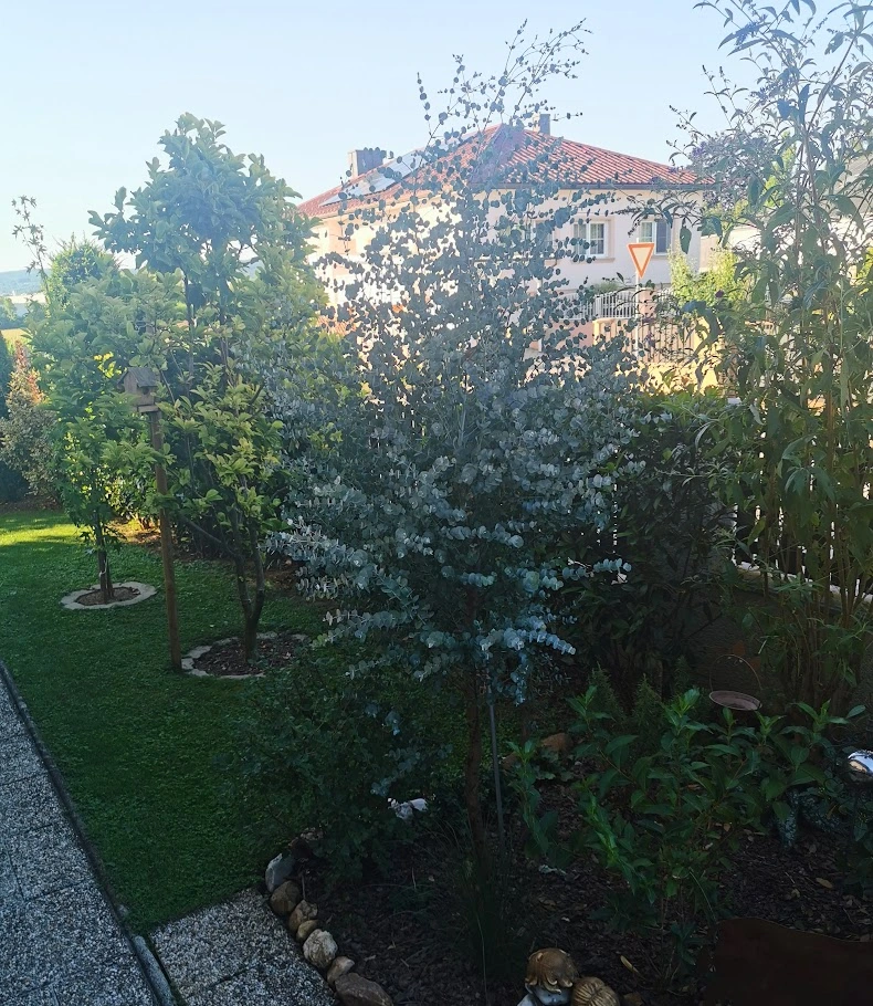 IMG_20240811_074515 (1).jpg