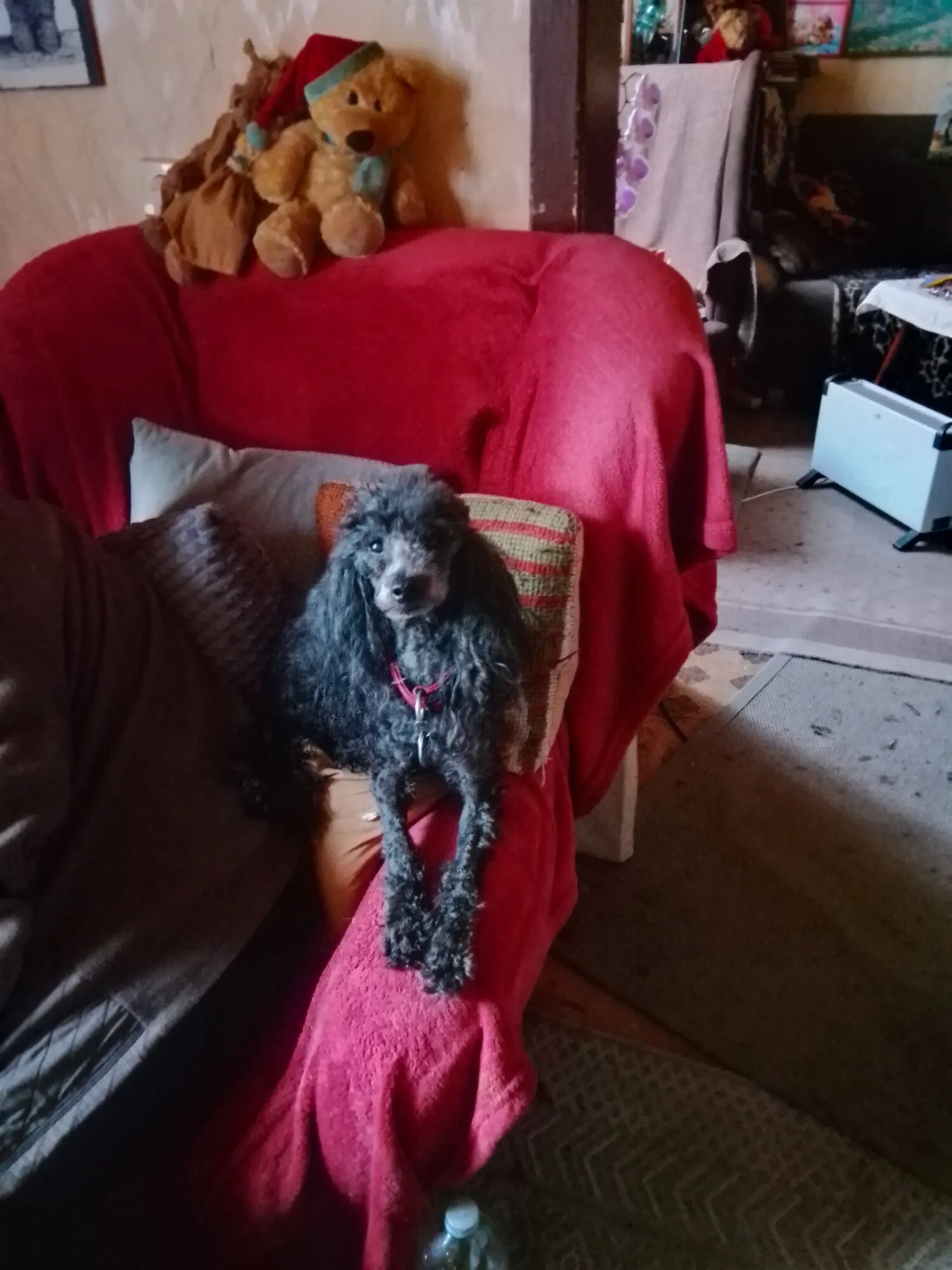 IMG_20250307_113410_HDR.webp
