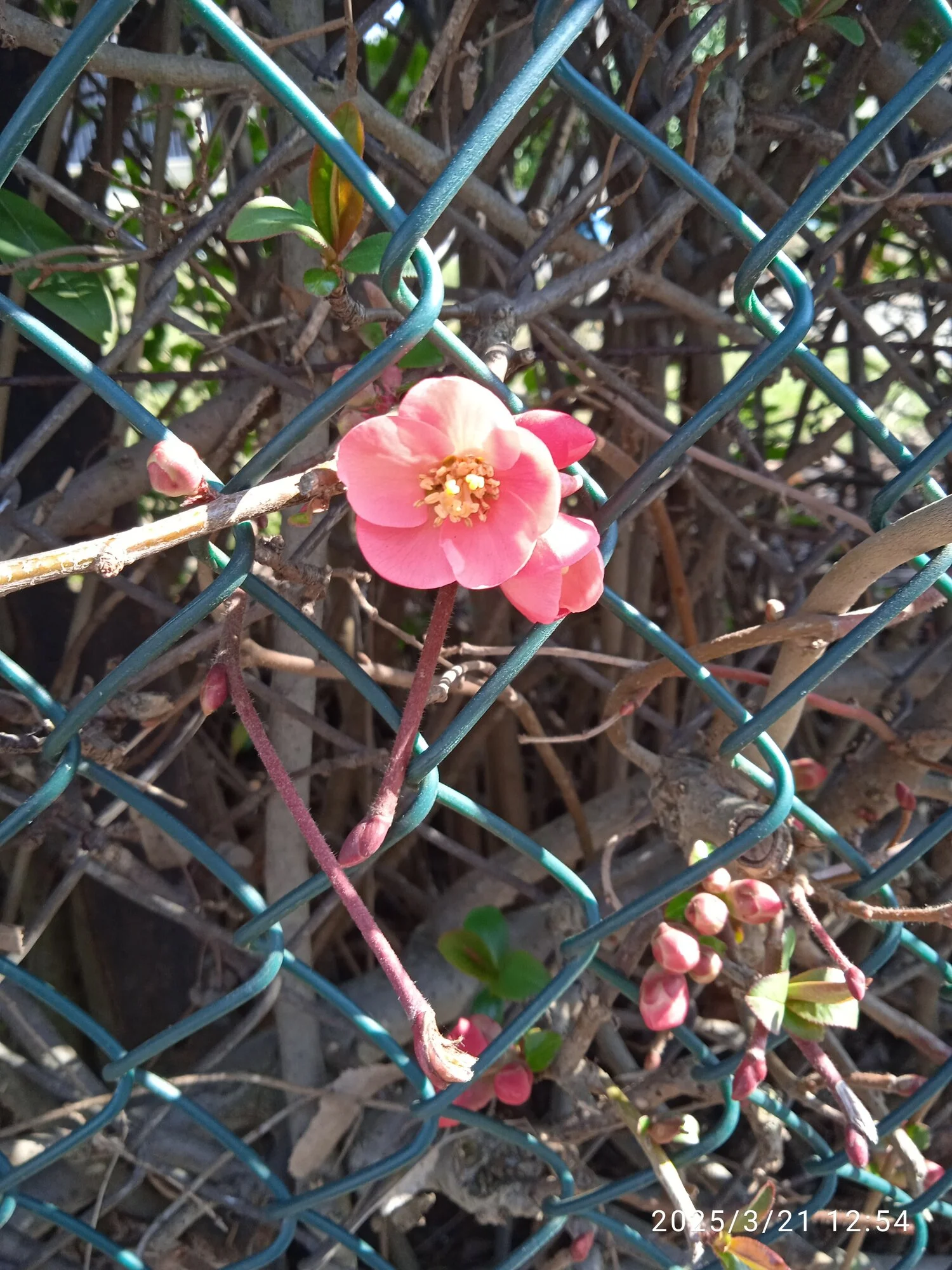 IMG_20250321_125506.webp