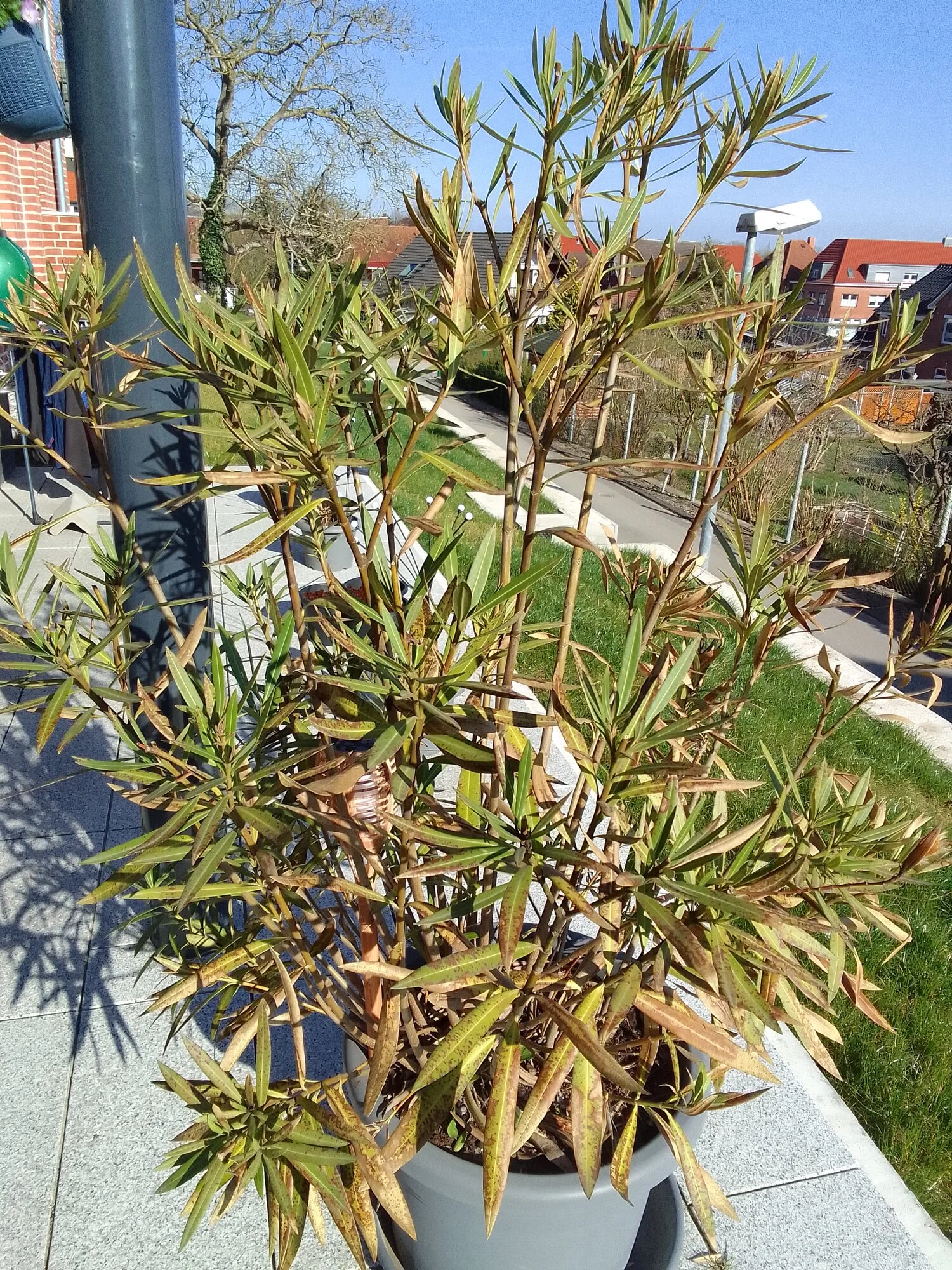 IMG_20250327_152519.webp