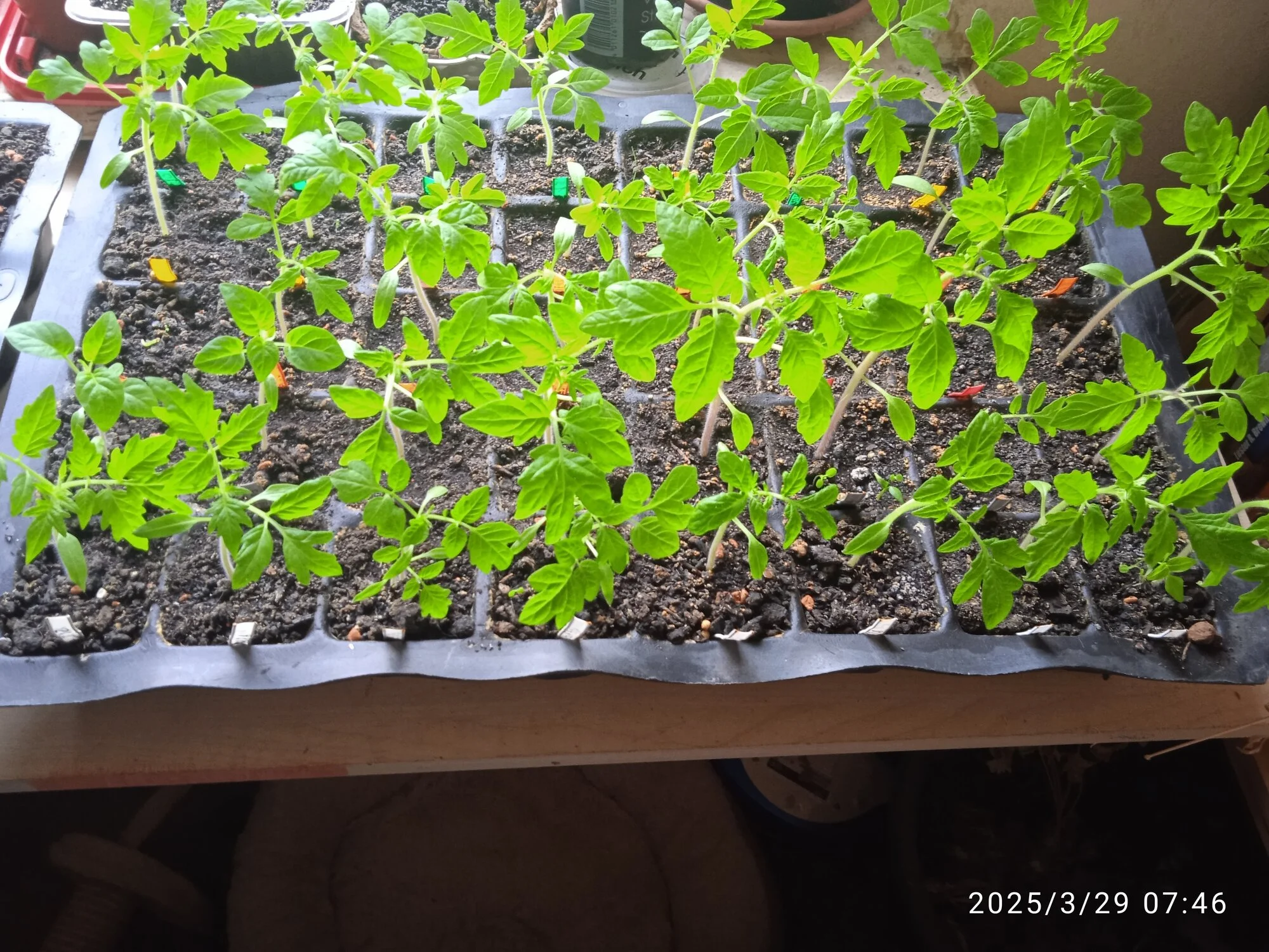 IMG_20250329_074607.webp