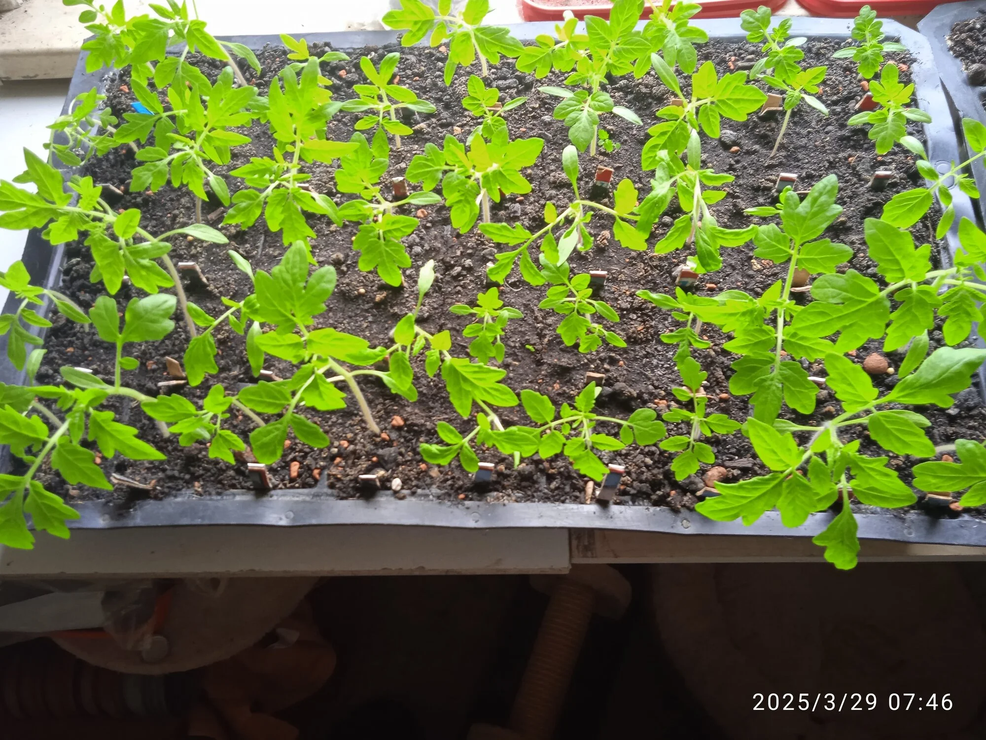 IMG_20250329_074622.webp