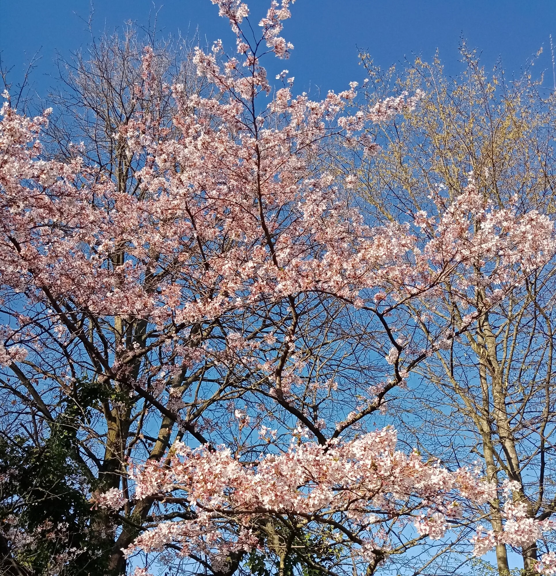 IMG_20250405_201859.webp