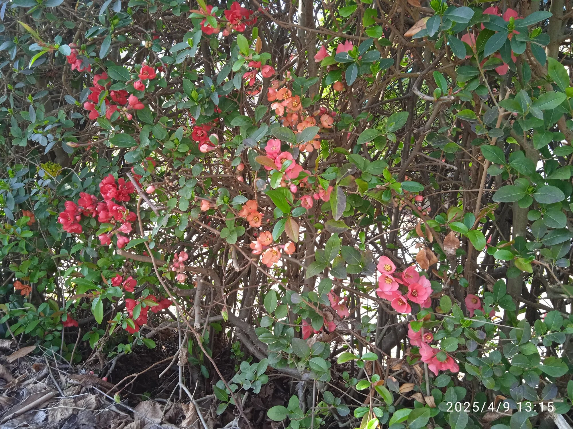 IMG_20250409_131559.webp