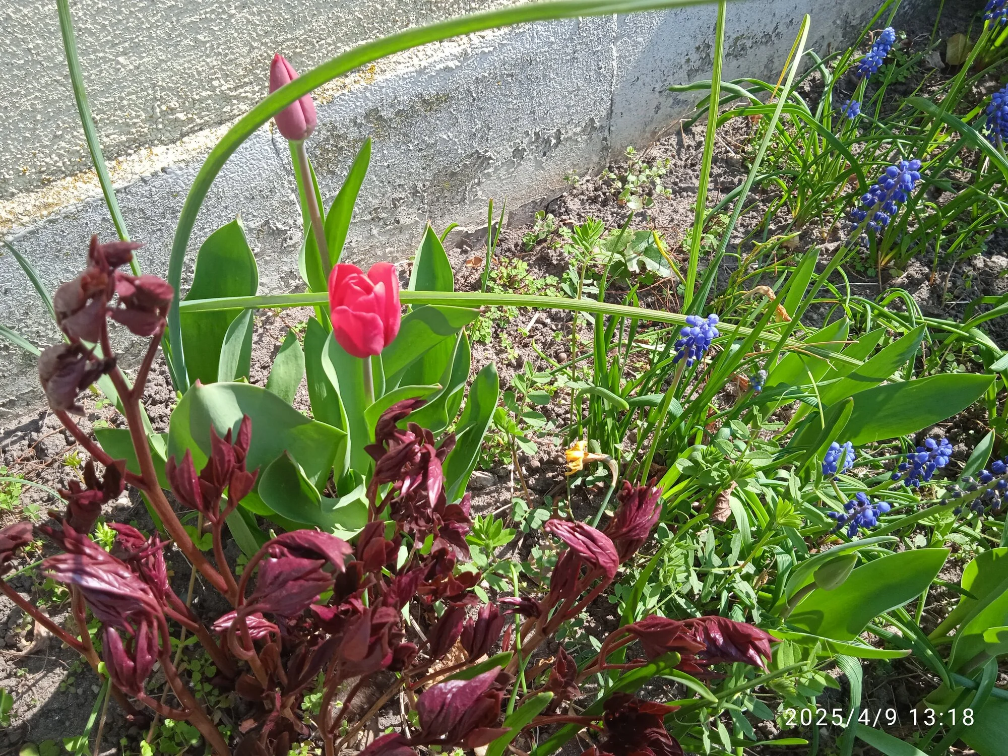 IMG_20250409_131803.webp