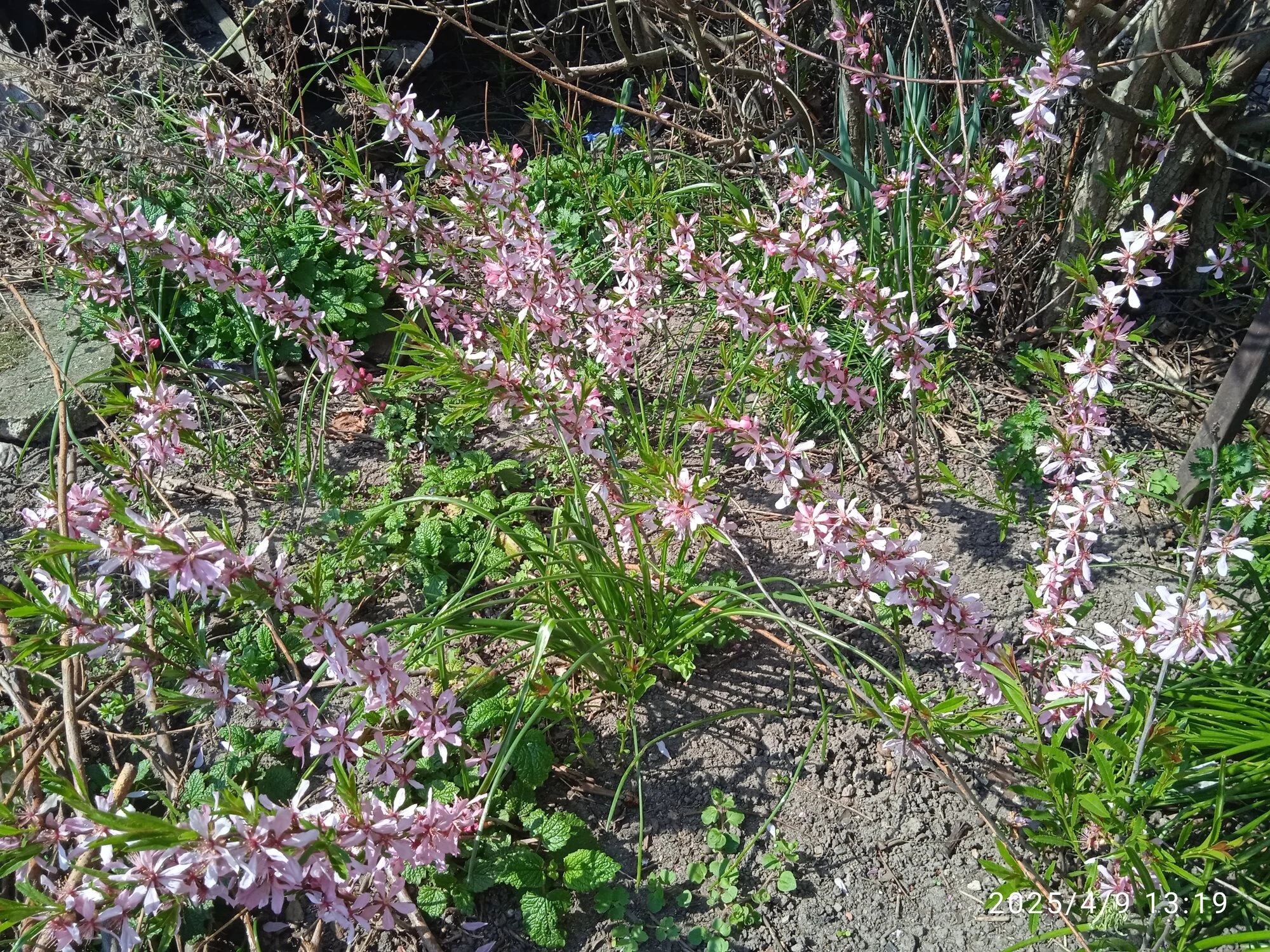 IMG_20250409_131904.webp