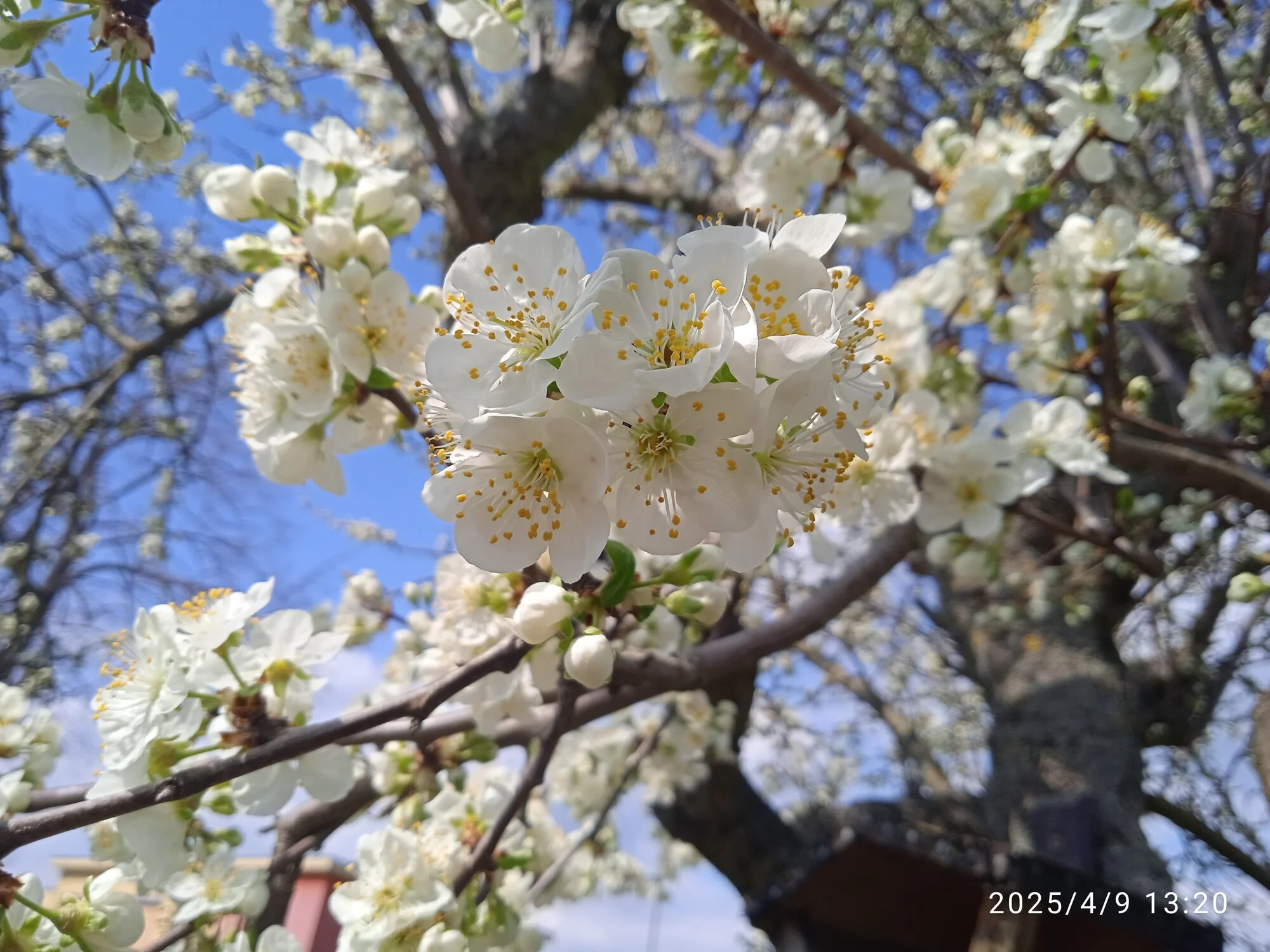 IMG_20250409_132047.webp