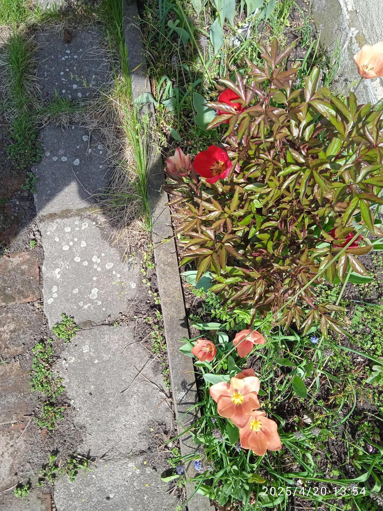 IMG_20250420_135449.webp